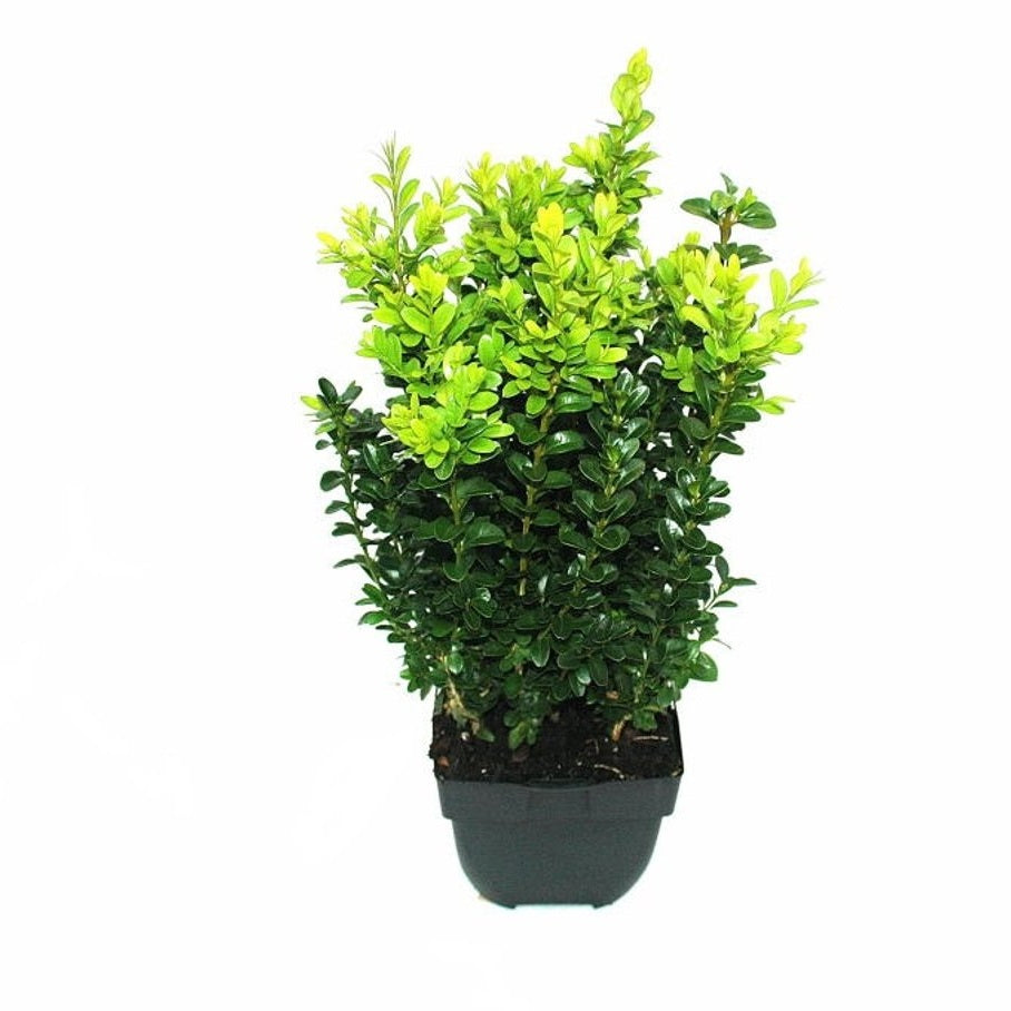 Buxbom – Buxus sempervirens - C2